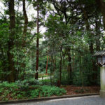 Une vue sur la forêt entourant Meiji-jingu.
