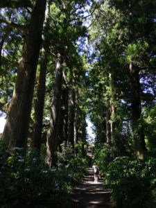 Ce chemin suit probablement l'ancienne route de Tokaido. Les cèdres y sont immenses. Des pavés jonchent le sol par intermittence.