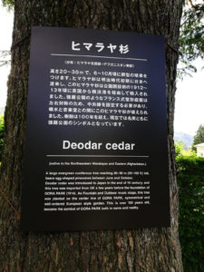 Descriptif sur le cèdre du parc Gora